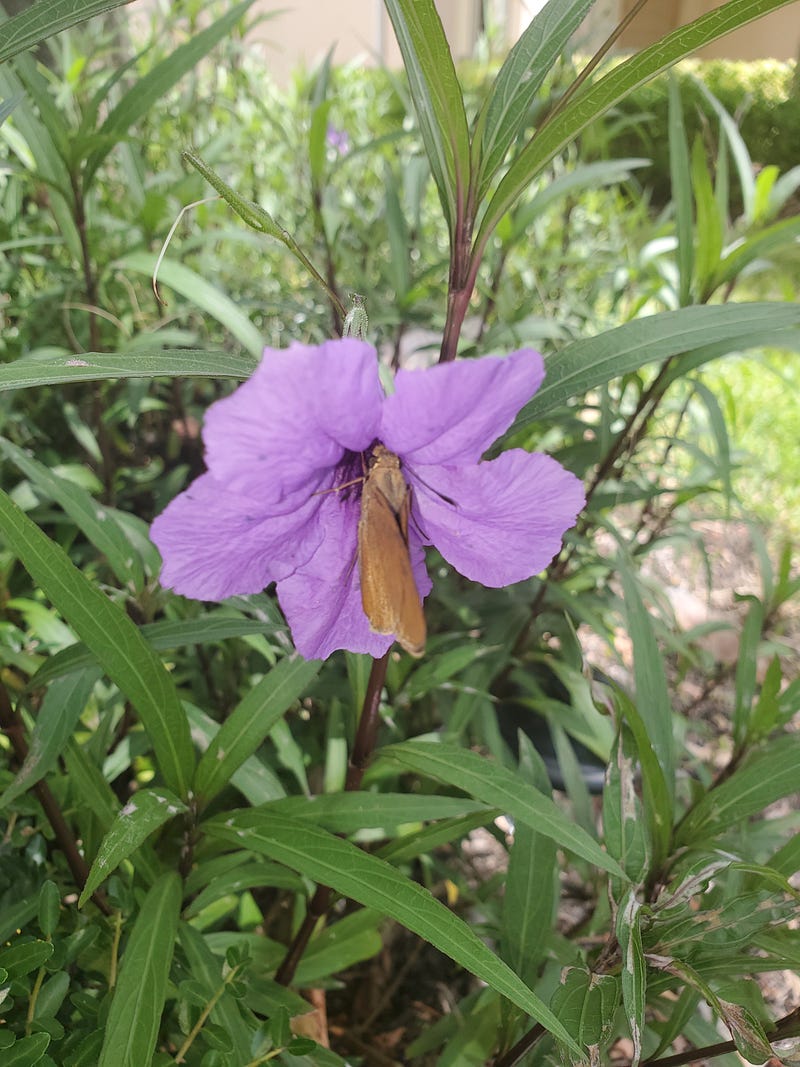 A Mexican Petunia and Friend