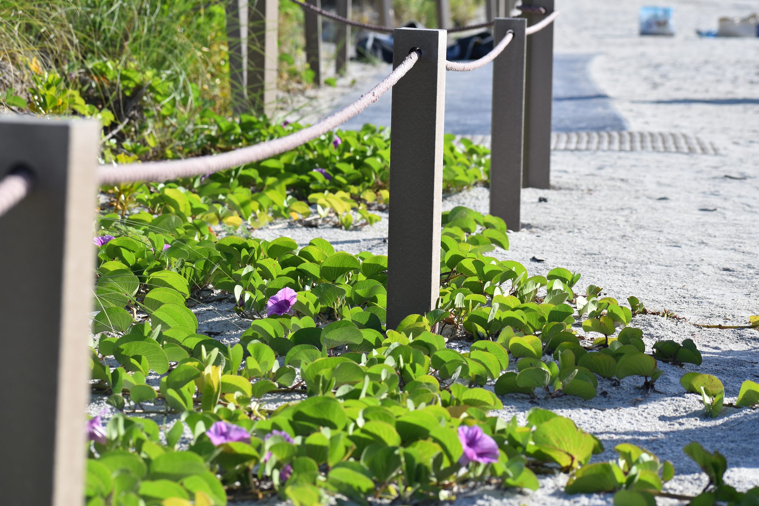 Morning glories growing from the sand dunes on Sanibel Island.