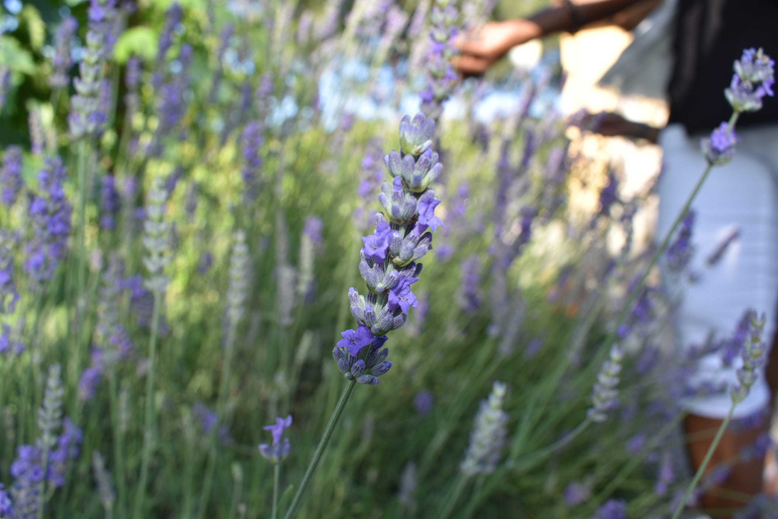 Italian Lavender