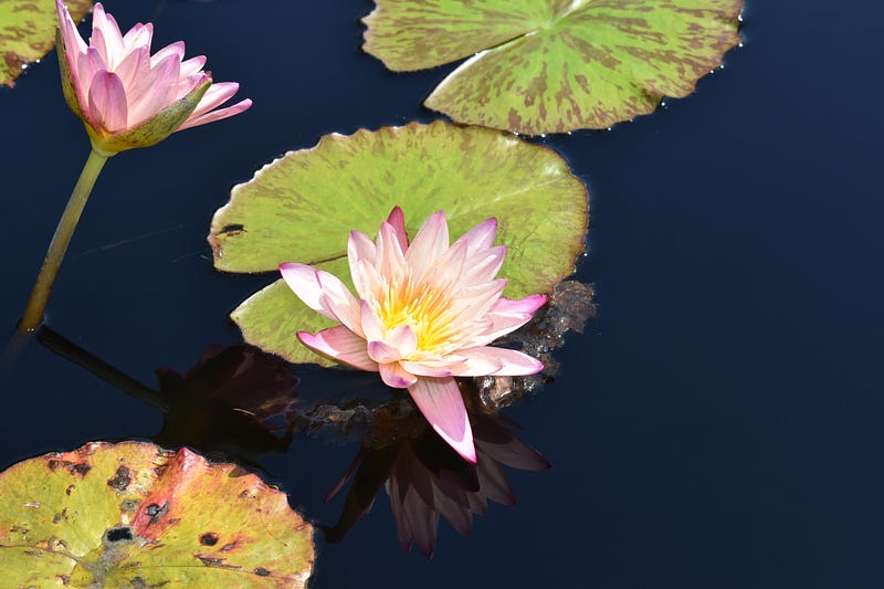 Lilies on Indigo Water