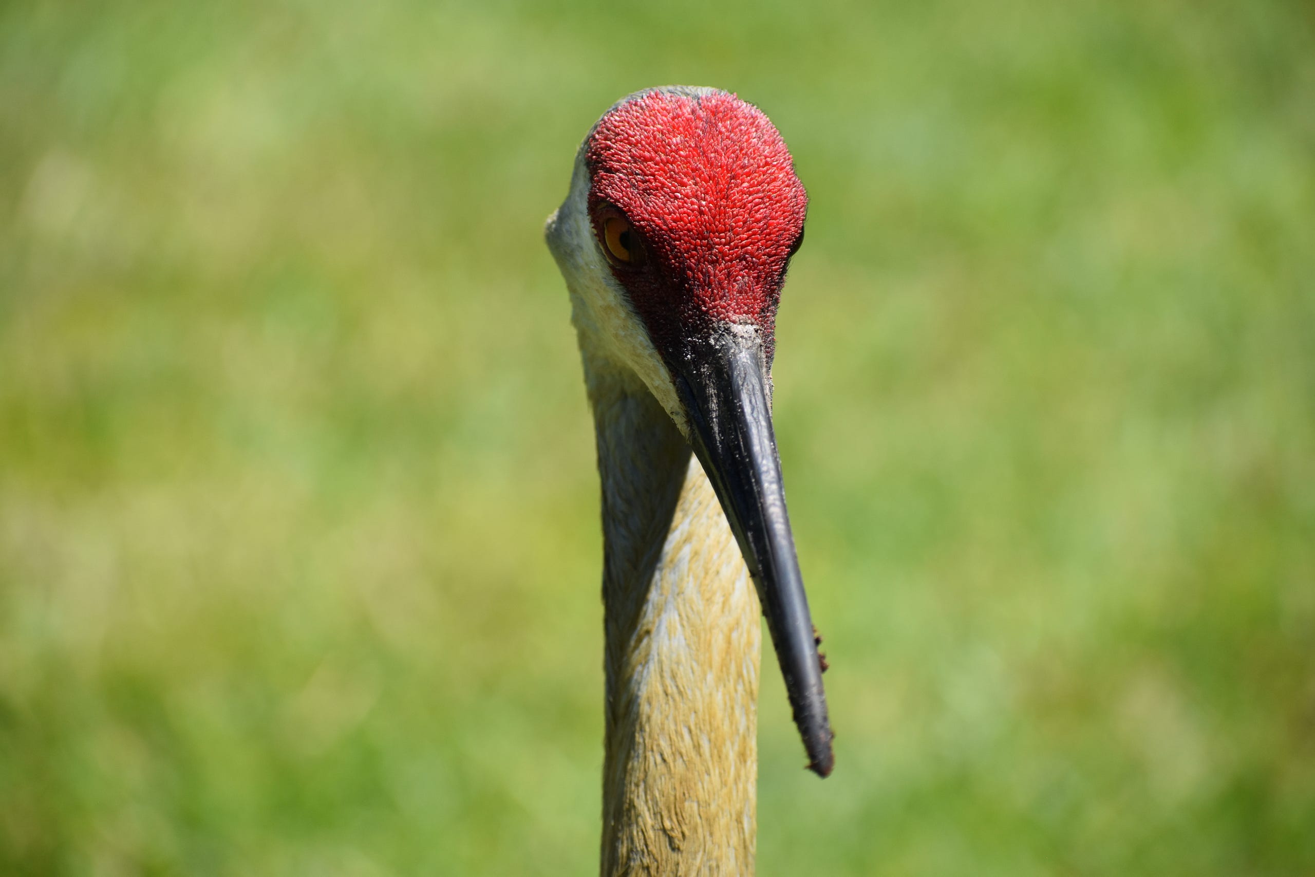 Red Crane Ready