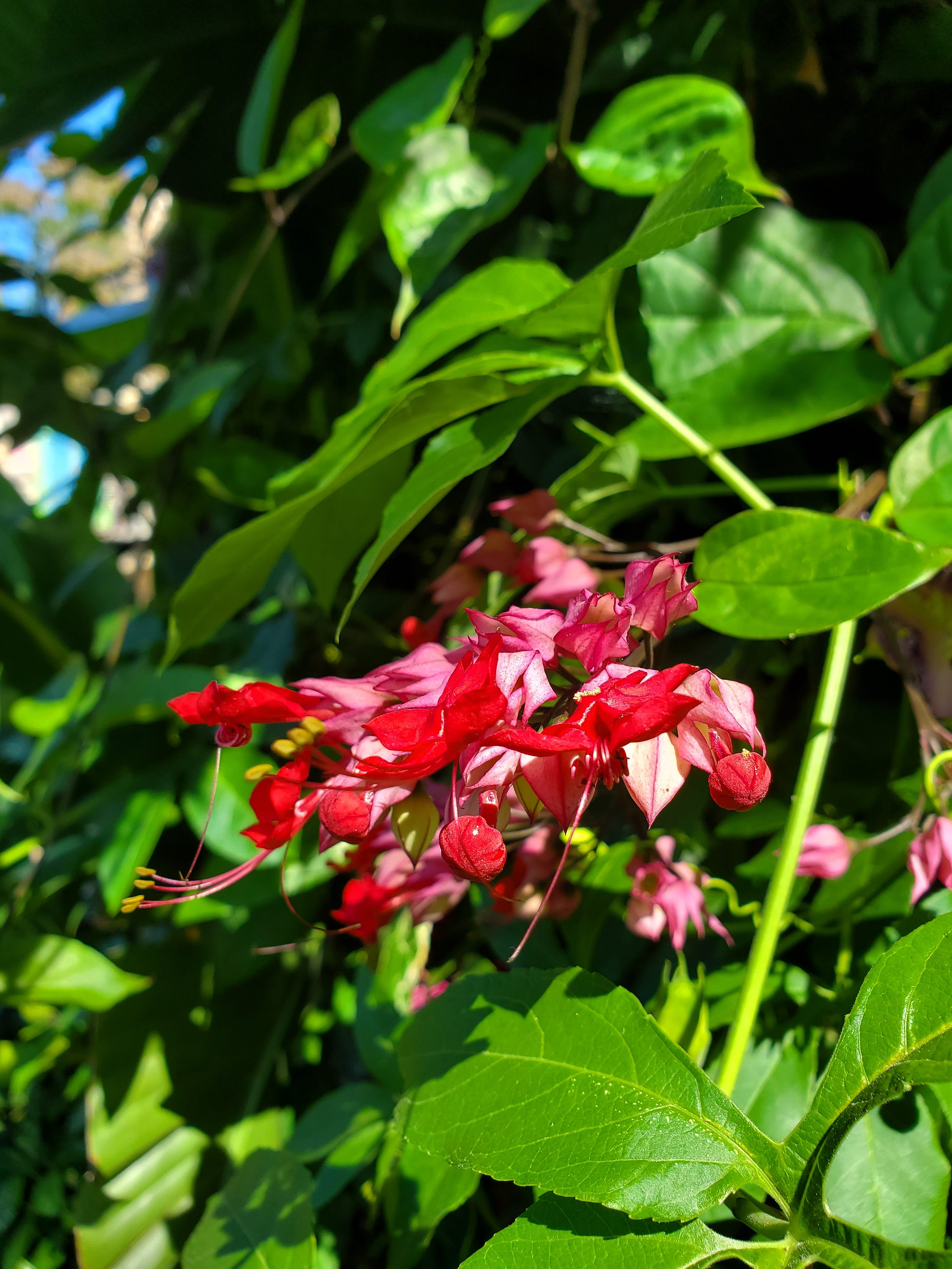 Red Fuchsia