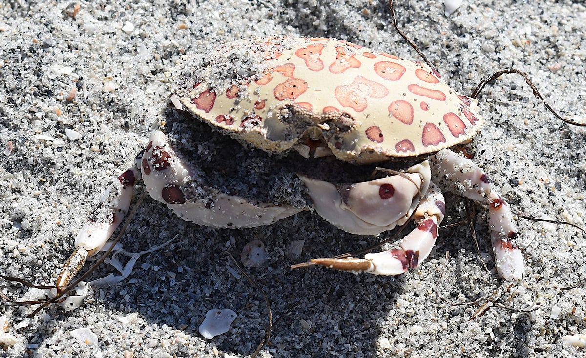 Surprise Crab