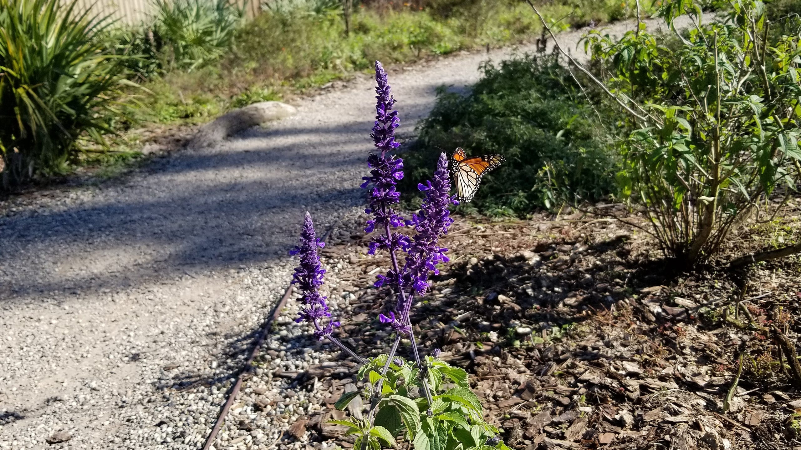 The Path