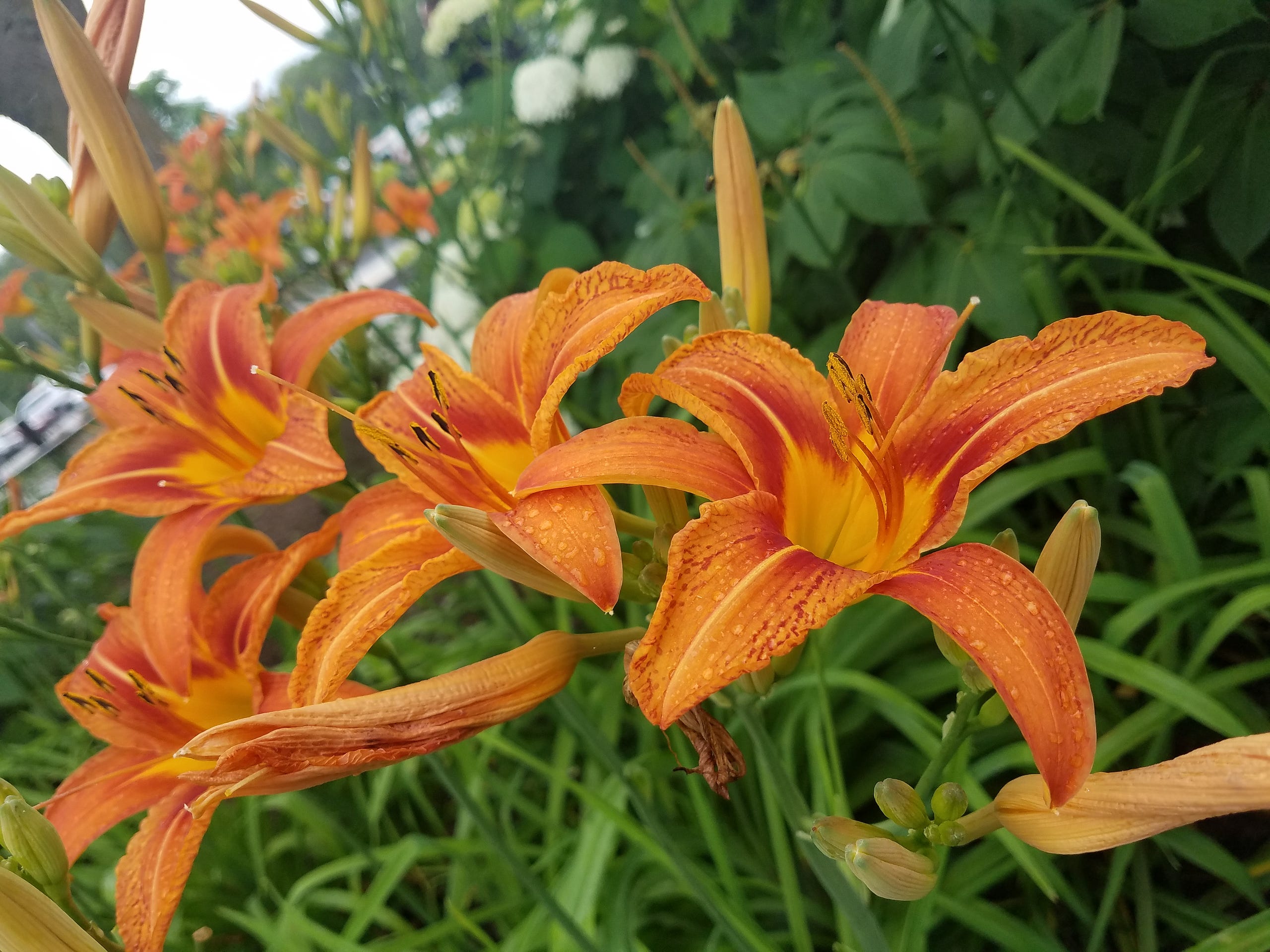 Tiger Lily Trail